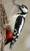 Woodpecker uşaqlar üçün əlamətlər
