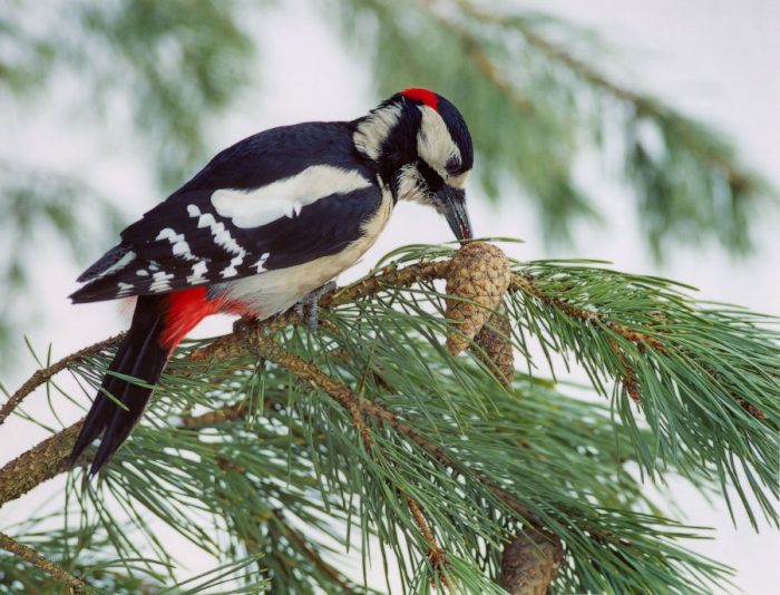 Woodpecker: nə yeyir və odun ustası harada yaşayır